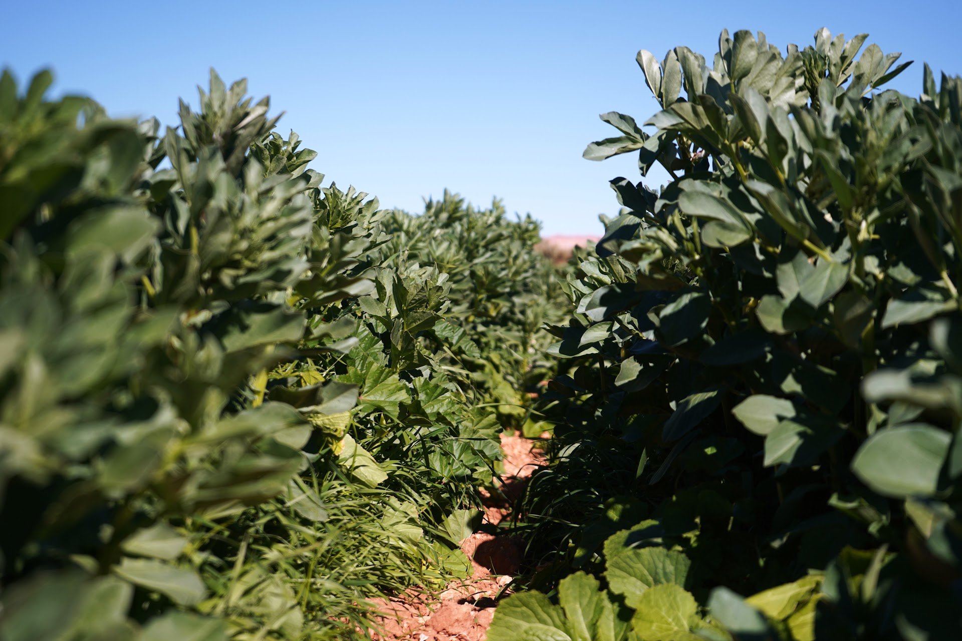 Weather chaos disrupts fruit and vegetable supply chains across Morocco and Spain