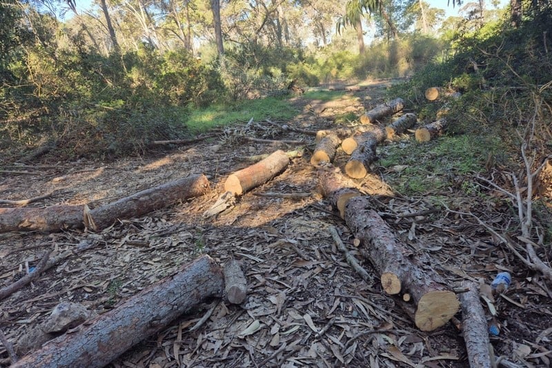 Morocco’s forest planting drive struggles as watchdog flags waste, low success rates