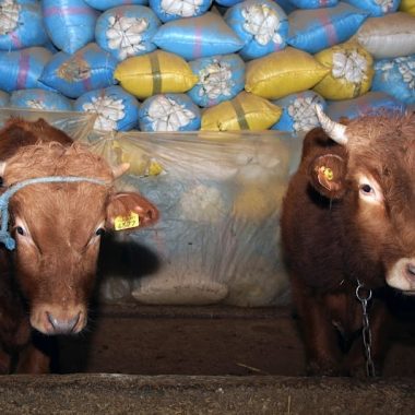 Milling federation denies claims subsidised imported wheat is diverted to animal feed