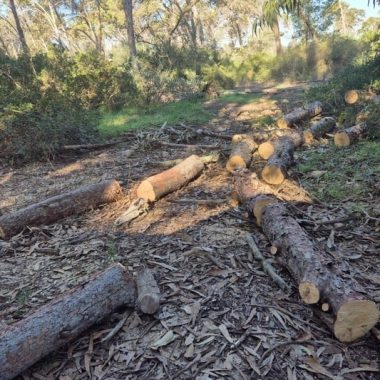 Morocco’s forest planting drive struggles as watchdog flags waste, low success rates