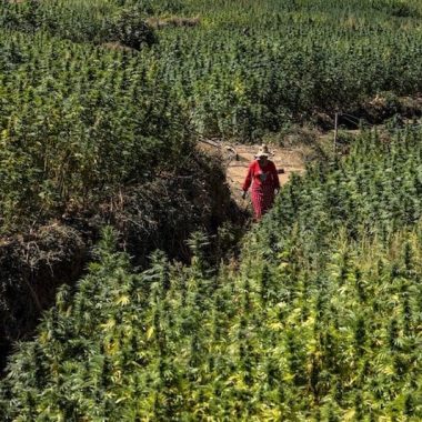 Ghanaian delegation visits Morocco to study legal Cannabis regulation